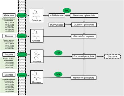 Alternative Substrate Metabolism in Yarrowia lipolytica